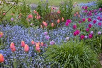 Tulipa 'Negrita', 'Dordogne' and 'Blue Amiable' amongst Forget me Nots  in spring borders at Gravetye Manor