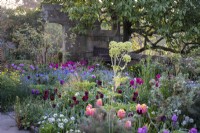 Tulip beds with Tulipa 'Dordogne', 'Blue Amiable' and 'Queen of the Night' mixed with Angelica archangelica in spring borders at Gravetye Manor