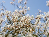 Amelanchier lamarckii, spring April