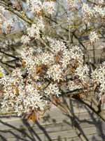 Amelanchier lamarckii, spring April