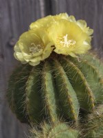Parodia magnifica - Balloon cactus with yellow flowers on top