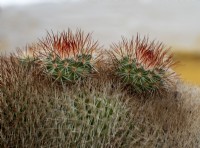 Mammillaria spinosissima with two young plantlets