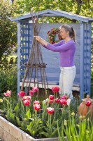 Woman making a cane teepee for sweet peas.