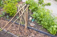 Birch sticks, trowel, string, scissors and Climbing Beans - 'Borlotto Lingua di Fuoco 2' laid out on the ground