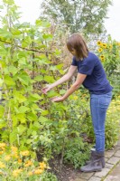 Woman picking Climbing Beans - 'Borlotto Lingua di Fuoco 2'