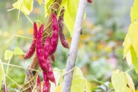 Climbing Beans - 'Borlotto Lingua di Fuoco 2'