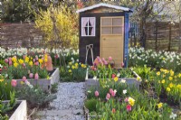 Garden shed and raised beds full of tulips and daffodils.