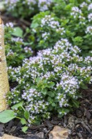 Marjoram planted in section of a large herb wheel