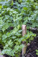 Parsley planted in section of a large herb wheel
