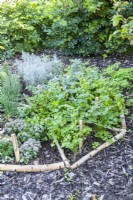 Herb wheel planted with Marjoram, Chives, Mint, Rosemary, Curry plant, Sage, Basil and Parsley