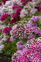 Dianthus barbatus - Sweet William - June