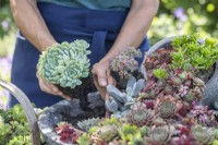 Woman planting succulent in shallow container