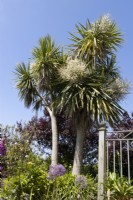 New Zealand cabbage tree, Cordyline australis, foliage and flowers beside a balcony with wooden posts and metal railings. Alliums flower underneath. June. 