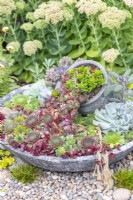 Succulent spill pot planter in gravel garden