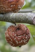 Rotten apples hanging on tree, caused by Brown Rot, Monilinia fructigena