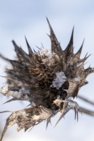 A detail of Eryngium, sea holly, seed heads in snow in snow