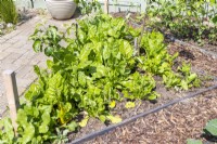 Spinach Beet and Swiss Chard 'Rainbow' in border