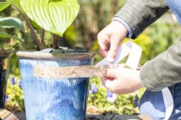 Woman sticking copper tape around the top of a pot to protect Hostas from slugs