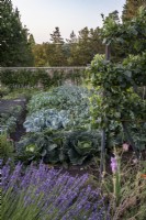 Walled kitchen garden with cabbages, lavender and trained apple trees.