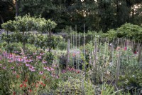 Large walled kitchen garden, with cutting flowers, including Echinacea, and poppies. Trained apple tree behind