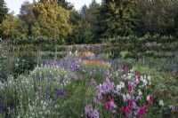 Large cutting garden, snapdragons, calendula, Salvia viridis, painted sage and scabious plants