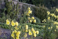 Oenothera biennis, evening primrose, in walled kitchen garden