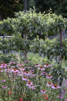 Large walled kitchen garden, with cutting flowers and vegetables, including Echinacea, and poppies.