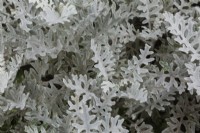 Senecio cineraria 'Silver Dust' leaves in summer.