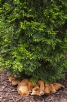 Soft tan coloured gilled mushroom growing under Thuja occidentalis 'Smaragd' - Cedar tree in mulch border in summer.