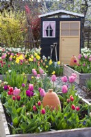 Spring garden with raised beds with tulips and daffodils and a garden shed.