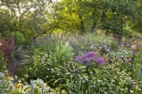 Pink - white themed herbaceous border with Echinacea purpurea, Anemone, Aster, Lythrum salicaria, ornamental grasses and Sanguisorba officinalis.