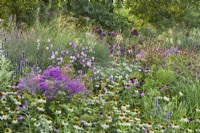 Pink - white themed herbaceous border with Echinacea purpurea, Anemone, Aster, Lythrum salicaria, ornamental grasses and Sanguisorba officinalis.