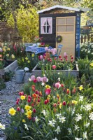 Flowerbed of tulips, muscari and daffodils with a garden shed in the background.