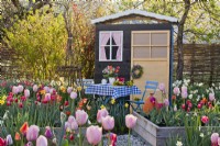 Spring borders of tulips and daffodils and seating area in front of the shed.