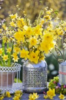 Yellow bouquet with daffodils and forsythia in a vase.