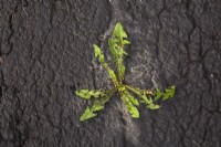 Taraxacum - Dandelion growing through crack in black asphalt pavement surface in summer.