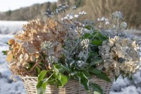 Wicker basket filled with dried hydrangea flowerheads, ivy flowers and foliage and wildflower seedheads in winter. Snow covered landscape in background.