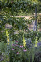 Espaliered Apple tree with Gladiolus 'Green Star' and Echinacea purpurea in large walled kitchen garden