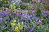 Tulips, 'Blue Amiable', 'Gavota' and 'Dordogne' in border with forget-me-nots, spring, cottage garden