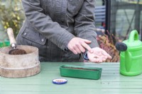 Woman tapping hand with the Cabbage seeds to evenly spread them in the seed tray