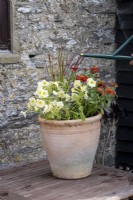 Planting up a late summer container with Petunias, Imperata cylindrica 'Red Baron' and Zinnia.  Watering in the new pot.