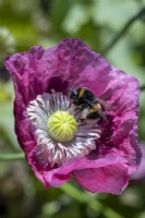 Opium Poppy, Papaver somniferum, pollinated by bumble bee