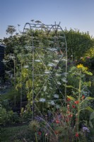 View across cottage garden borders in early summer, with Metal arch supporting Ammi majus