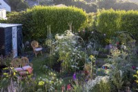 View across cottage garden borders in early summer, with Lupins, Delphiniums, Ammi majus, poppies and Feverfew.  Tall hedges at the back for shelter