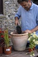 Planting up a late summer container with Petunias, Imperata cylindrica 'Red Baron' and Zinnia.  Filling the pot with compost.