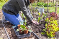 Woman firming in soil around Savoy cabbage 'Vertus'