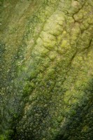The textural skin of a marrow