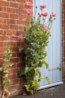 Opium poppy, Papaver somniferum, growing against shed door