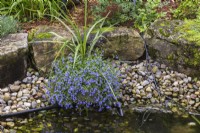 Lobelia erinus growing in container in stone border next to pond in summer.
