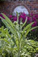 Vegetable garden with perennial artichokes and Gladiolus byzantinus.